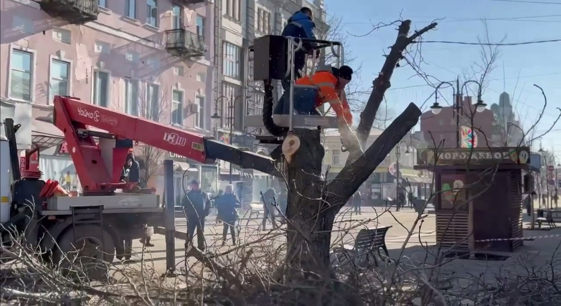 В Саратове на проспекте Столыпина спилили аварийные деревья В Саратове на проспекте Столыпина спилили аварийные деревья
